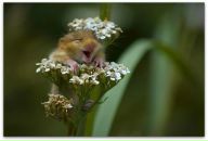 Фотография Носатенко-Медведевой Натальи