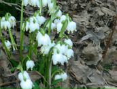 Андріана Попіль фотография #13 (источник - https://vk.com/id101604273)