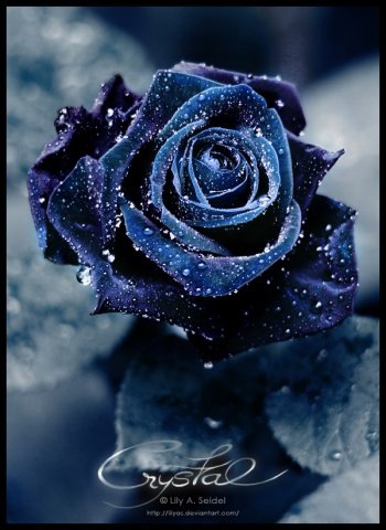 №12, Павел Скирневский №12, Павел Скирневский