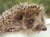 Фотография Величко Ксюши