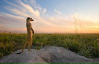 Фотография Афанасьева Романа