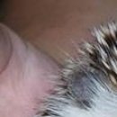 Вікусічка Любима фотография #44 (источник - https://vk.com/id54560839)