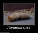  фотография #3