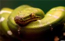 Snakes Tempter фотография #23 (источник - https://vk.com/id73834955)
