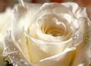 Dmitry Tolstenko фотография #37 (источник - https://vk.com/id4896630)