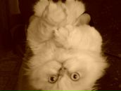 Фотография Селивановой Ирины