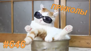Приколы январь 2020 №646