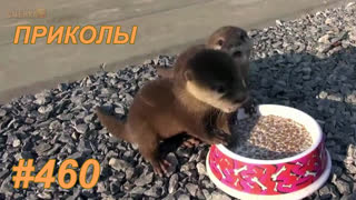 Приколы июль 2019 №460