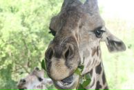 Фотография Чугуевского Станислава