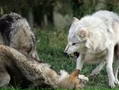 Фотография Михайлова Ольга