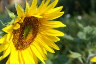 Фотография Ирги Ирины