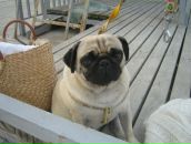 Фотография Голованова Леонида