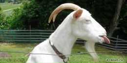 Дима Ляшенко фотография #33 (источник - https://vk.com/id20479954)