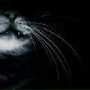 Фотография Каплиной Татьяны