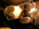 Кот =) фотография #17 (источник - https://vk.com/id89873718)