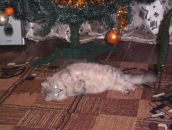 Ельвіра Довгель фотография #2 (источник - https://vk.com/id57731986)