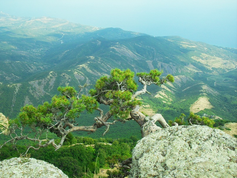 Phasma Morulus фотография #30