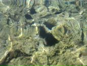 Фотография Харрасовой Алины