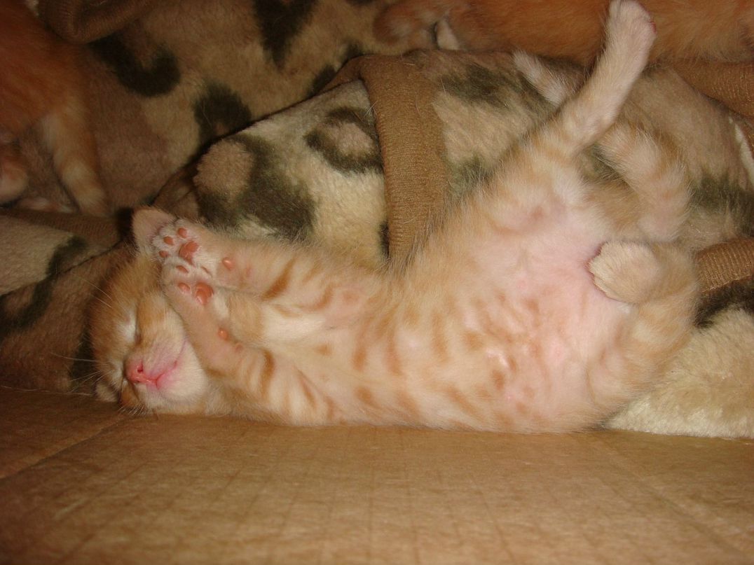 Оля Хапцова фотография #41