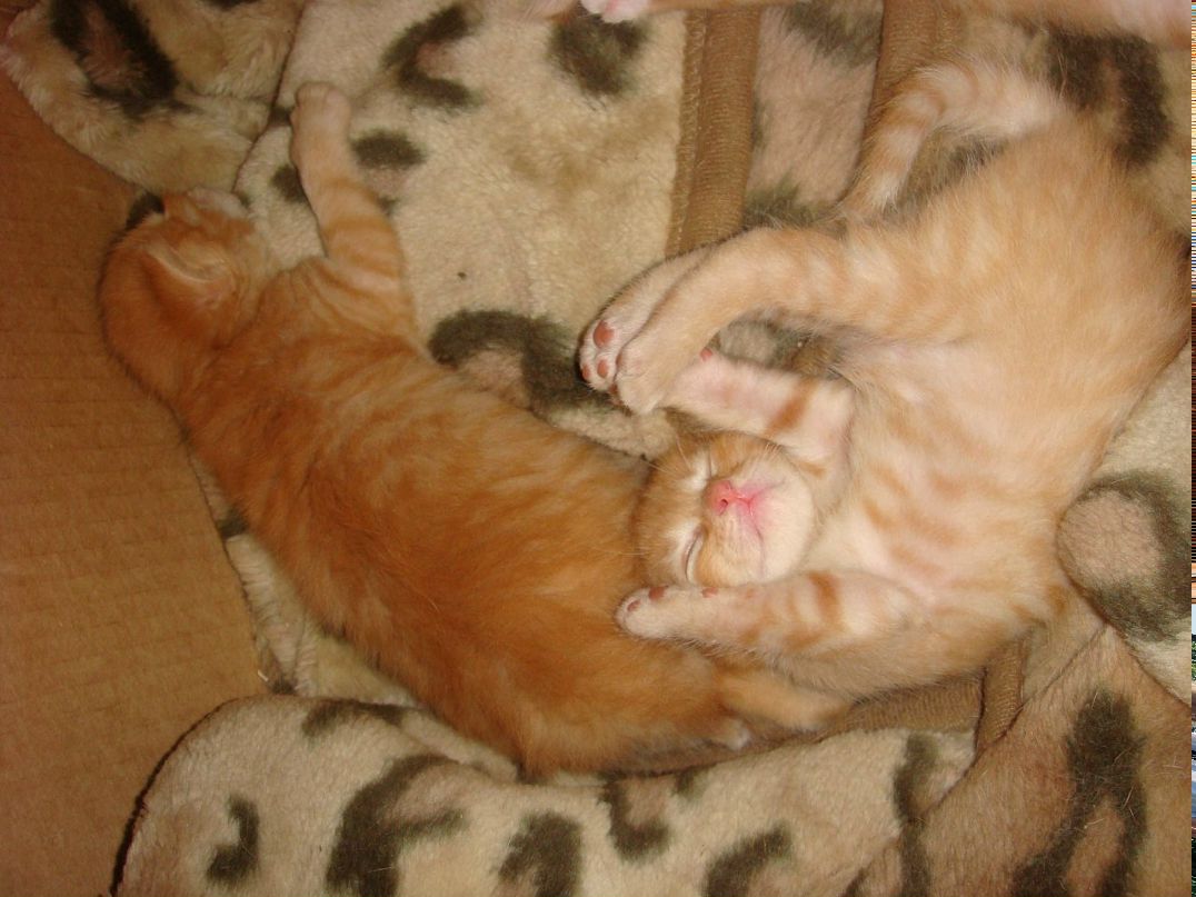 Оля Хапцова фотография #37