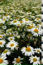 Фотография Зверевой Лизы