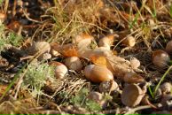 Михаил Яковлев фотография #14 (источник - https://vk.com/id2403530)