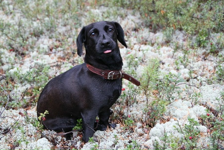 Дмитрий Кушкин фото №6