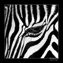 Фотография Еремеева Ивана