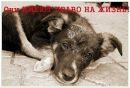 Дмитро Олійник фотография #13 (источник - https://vk.com/id136304836)