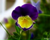 Фотография Бурак Анны