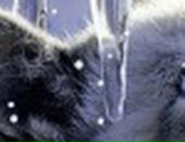 Олександр Янчиківський фотография #26 (источник - https://vk.com/id53810144)