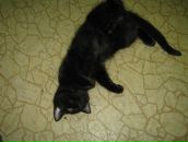 Анна Евстратова фотография #24 (источник - https://vk.com/id1560898)