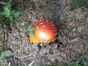 Соломія Юрченко фотография #11 (источник - https://vk.com/id80727518)